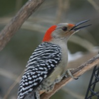 Female redbellied woodpecker